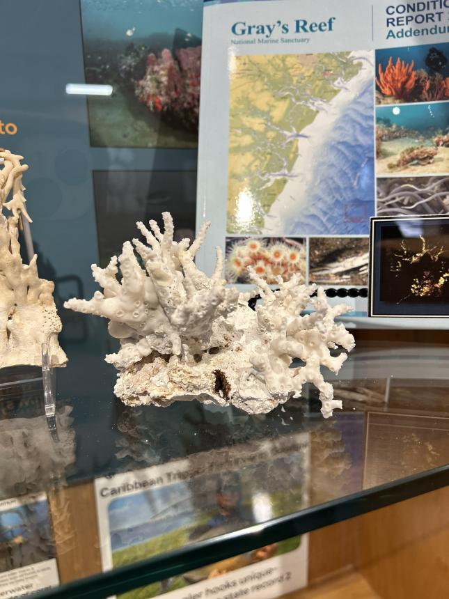 One of the corals in Dr. Porter's exhibit.