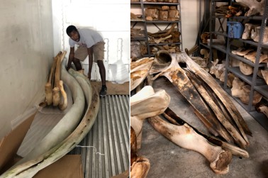 Cameron worked with the museum's whale collection during his internship.