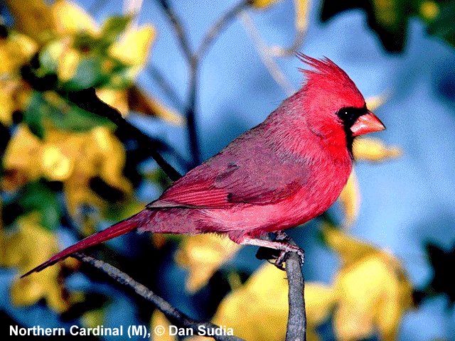 Cardinal photo by Dan Sudia