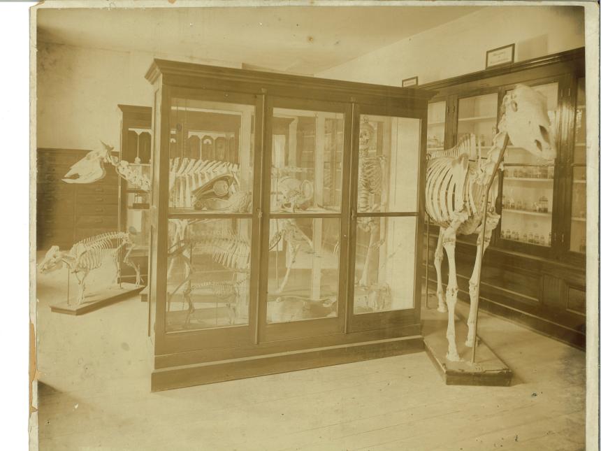 A black and white photograph of a museum exhibit showcasing fossils and collections