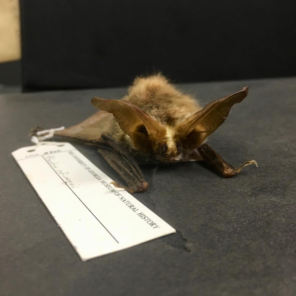 Corynorhinus rafinesquii (“Rafinesque's big-eared bat”) is a small species native to the Southeastern United States. This specimen was collected off the coast of Georgia in 1979.