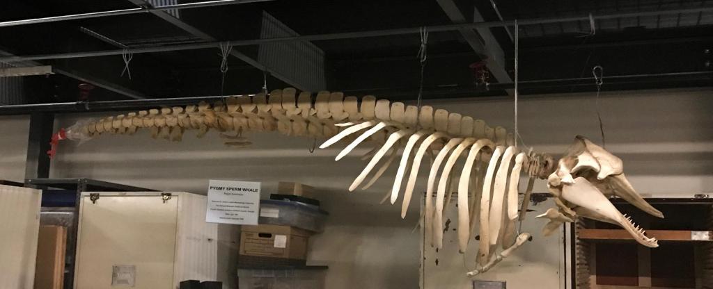 Kogia breviceps (“Pigmy sperm whale”) is the most common whale found in Georgia. This specimen was found on Ossabaw Island and was re-articulated by student interns.