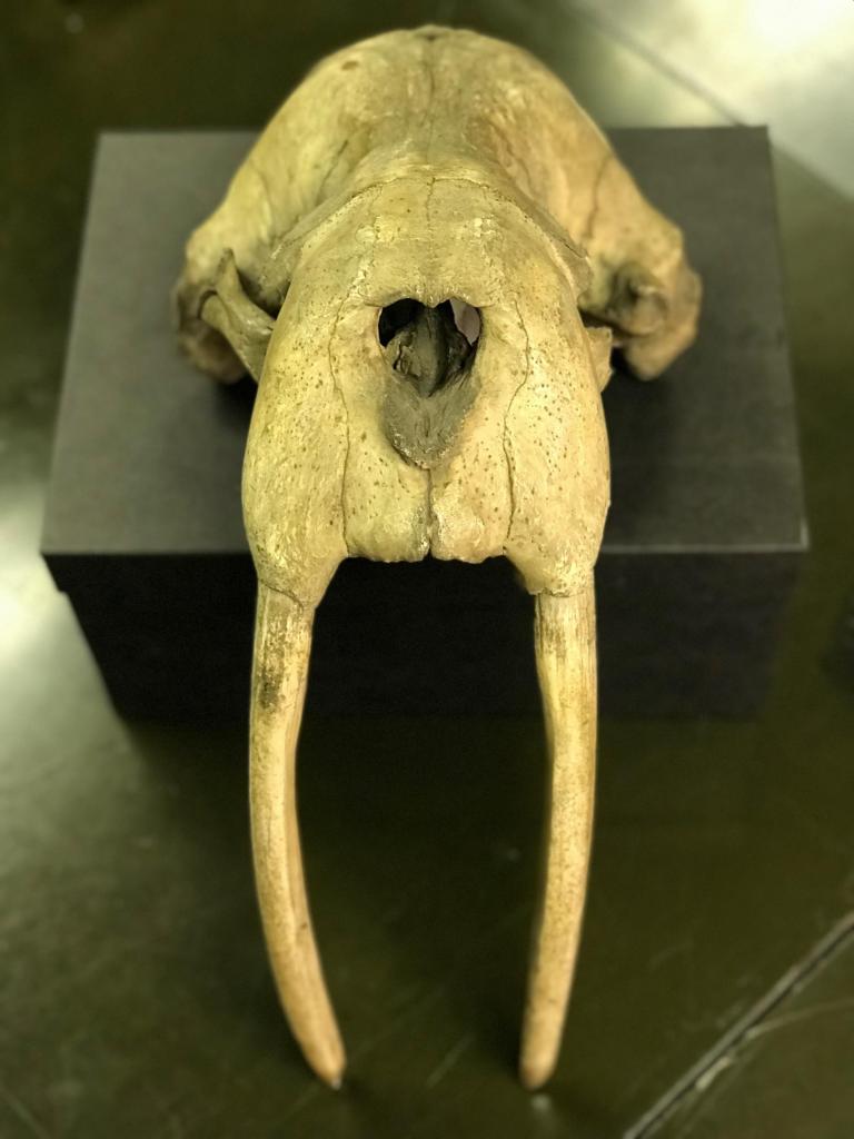 While Odobenus rosmarus (“Walrus”) is not native to Georgia, it represents the Georgia Museum of Natural History’s expansive collections of mammals, both native to Georgia and beyond.