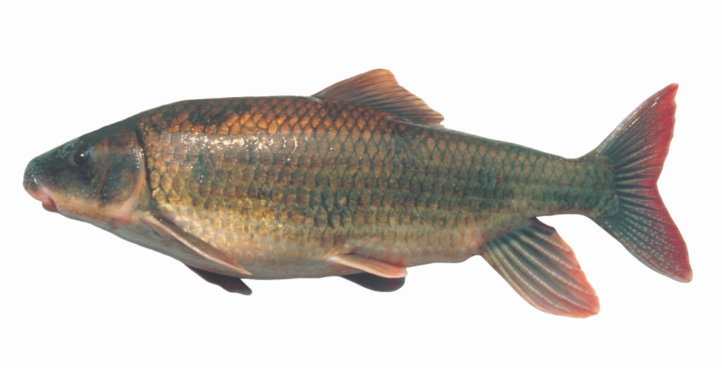 The Robust Redhorse, photograph of specimen from the Oconee River