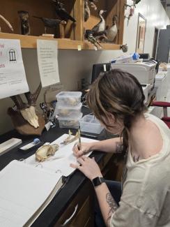 Larissa McPherson cataloging a specimen