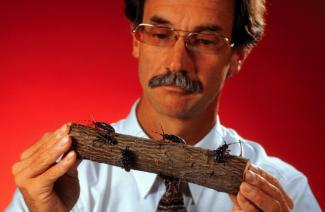 An image of Richard Hoebeke on a red background holding a small log with beetles on it.