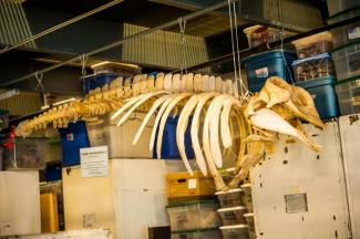 pygmy whale skeleton