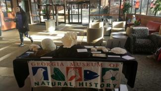 Table of Coral specimens displayed at Tate Center