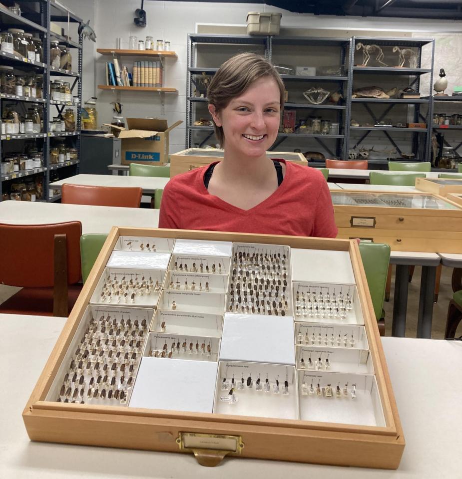 Insects are curated in smaller units trays placed in large drawers