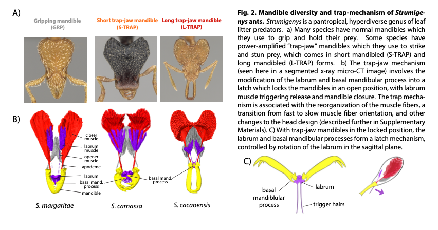 Mandible diversity and trap-mechanism of Strumigenys ants.