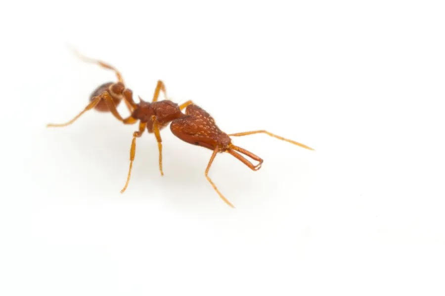 Closeup image of a trap-jaw ant, S. elongata