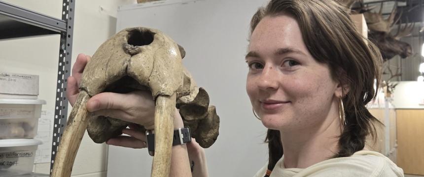 Larissa McPherson holding up a walrus skull from the Museum's mammal collection