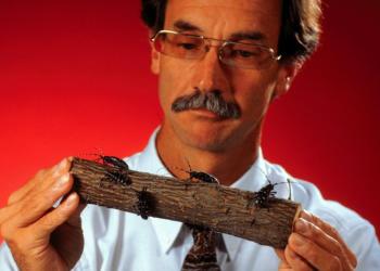 An image of Richard Hoebeke on a red background holding a small log with beetles on it.