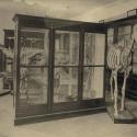 The museum in the Library Building, 1875. Courtesy of Hargrett Rare Book and Manuscript Library / University of Georgia Libraries.